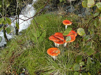 mushrooms