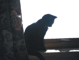 cat with light backgroudn removed