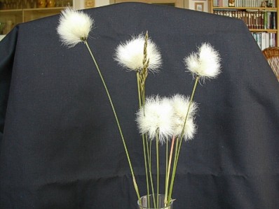 photographing bog cotton