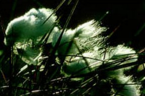 bog cotton