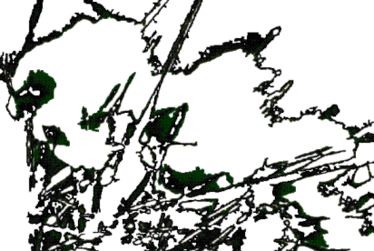 bog cotton masked 2