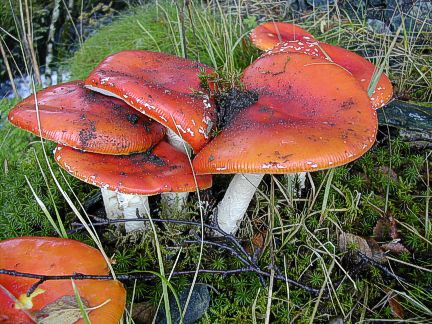 mushrooms2