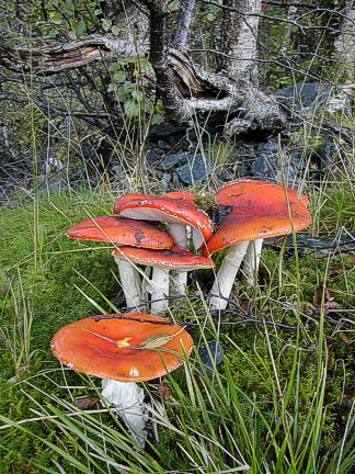 mushrooms3